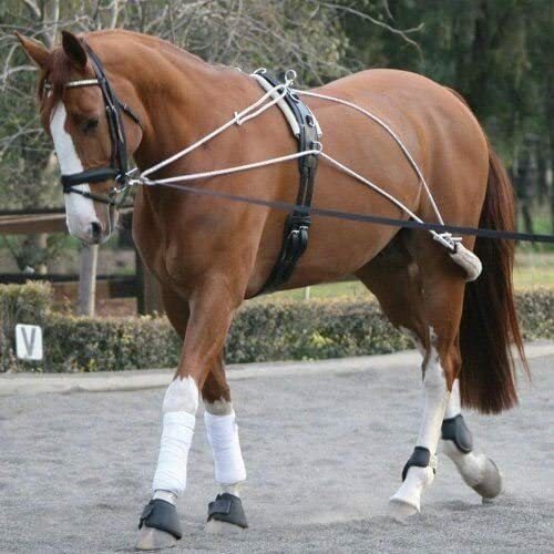 Horse pessoa lunging - hm,