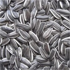 Premium Striped Sunflower