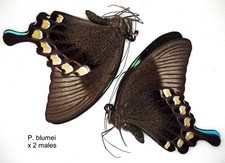 Butterfly Papilionidae - 2 x