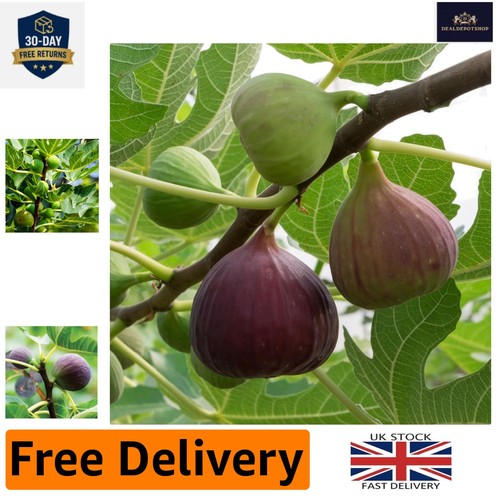 Hardy brown turkey - turkey, fig
