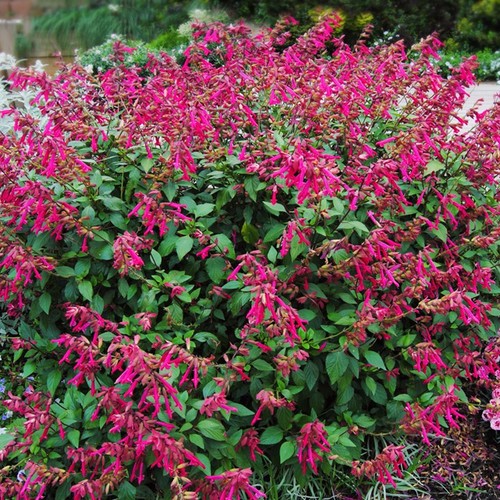 Salvia wendy wish - salvia, |