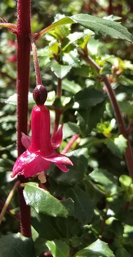 Fuchsia microphylla 9cm pot - microphylla,