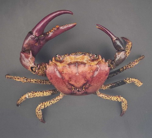 Freshwater crab taxidermy - taxidermy,