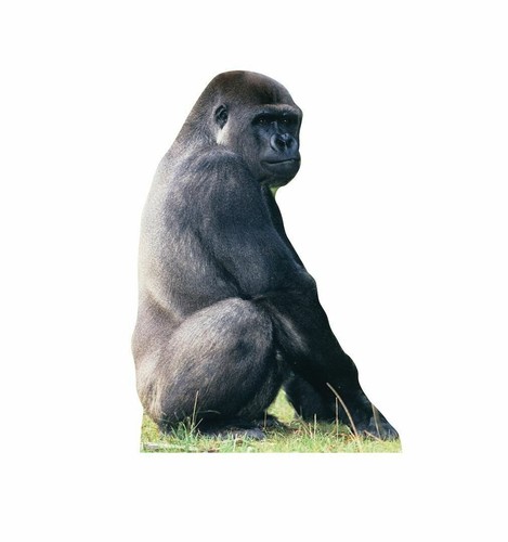 Gorilla life size - gorilla,