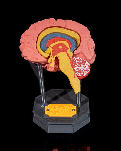 Printed human brain model - printed,