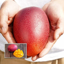 BeauFlora Hybrid Mango ( Egg of Sun Miyazaki , Graft ) Exotic 1 Bare-Root Plant