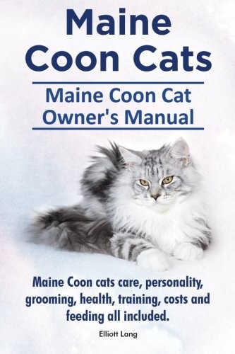 Maine coon cats - coon,