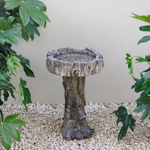 Primrose teviot tree - primrose,