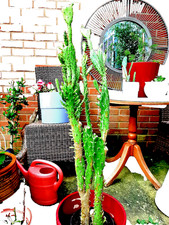 Large 900mm Drooping Prickly