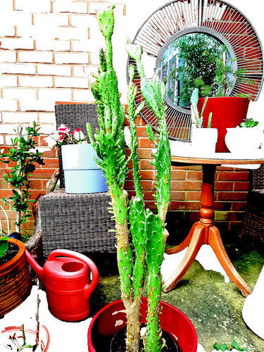 Large 900mm drooping - large, prickly