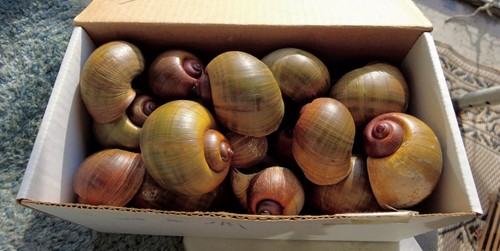Large florida apple snail - florida,