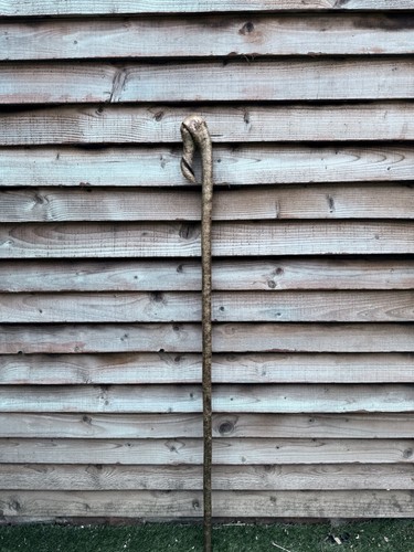 Twisted twisty hazel walking - twisted,
