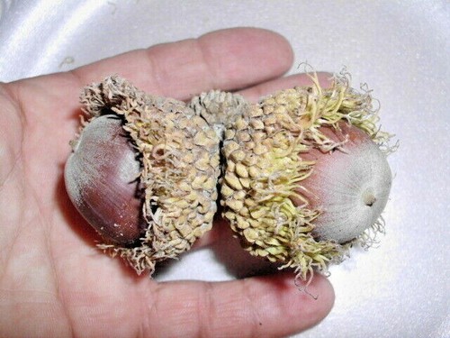 Bur oak acorns quercus - acorns,