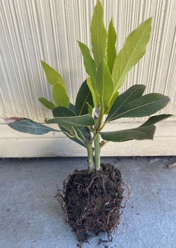 Bay leaf plant - plant,, sweet