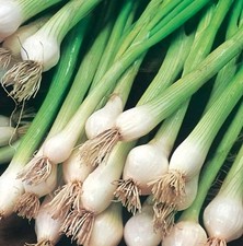 3x Organic Spring Onion White Lisbon Plug Plants "Grow your Own" Vegetables