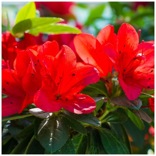 Azalea rhododendron hot shot - azalea,