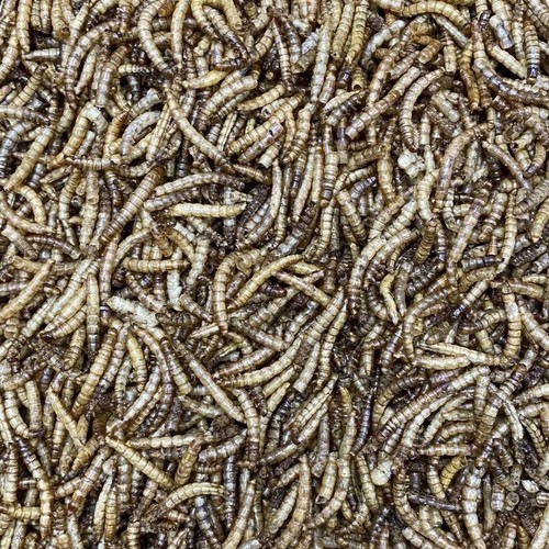 Dried mealworms birds - birds, small