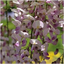 Wisteria Honbeni in 2L Pot