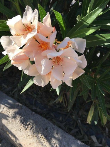 Nerium oleander mixed - ,