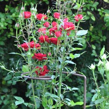 Steel Spiral plant support x