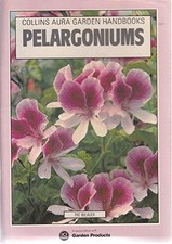 Pelargoniums (Aura Garden