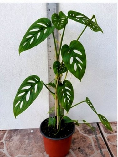 Swiss cheese plant monstera - plant, /monstera