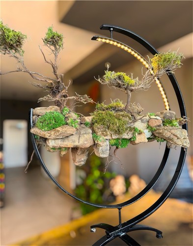 Bonsai tree and - rock, light