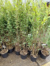 Fargesia Nitida Black Pearl 10L Potted Bamboo Clumping 5ft Approx Tall
