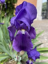 iris bearded bicolor n°5