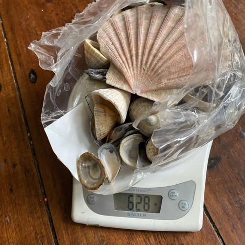Sea shells mixed natural - sea,