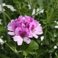 Pelargonium Odorata Cola