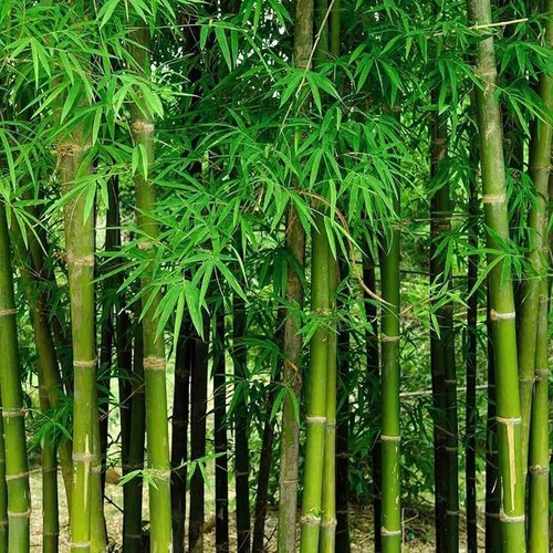 Giant bamboo seeds for - giant,