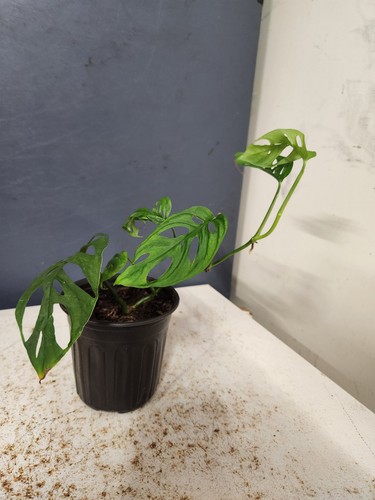 Monstera adansonii swiss - monstera,