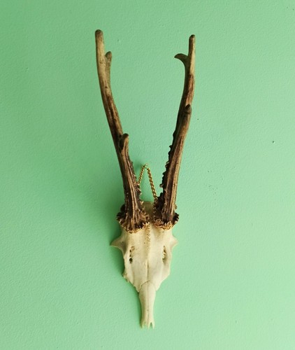 Vintage roe deer - vintage, skull