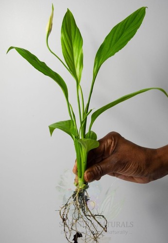 Peace lily spathiphyllum spp - lily,,