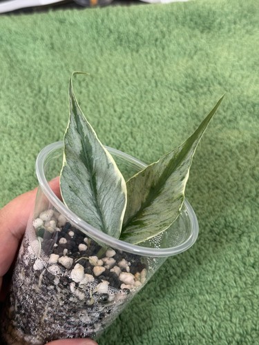 Hoya polyneura diem fairy - hoya, ‘diem