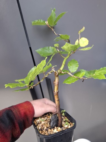 Beech bonsai tree root over - 'root,
