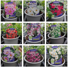 Bedding hanging basket plants