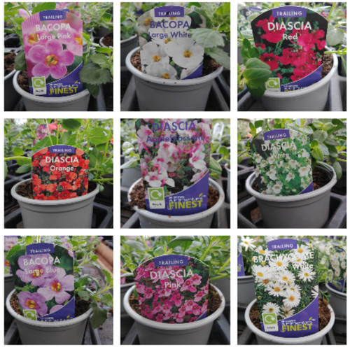 Bedding hanging basket - , plant