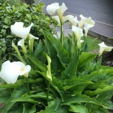 ZANTEDESCHIA aethiopica Arum