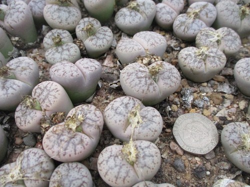 Lithops pseudotruncatella - lithops,