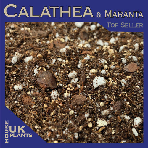 Calathea maranta soil - calathea,