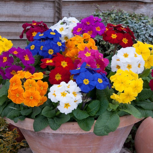 Polyanthus crescendo mixed - mixed, |