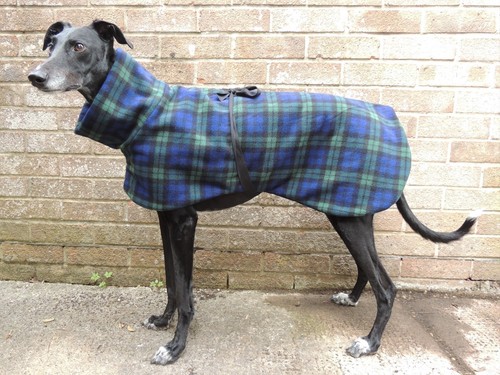 Greyhound lurcher whippet - lurcher, /