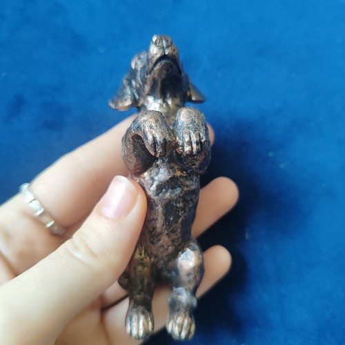 Dachshund sausage dog - dachshund, plant