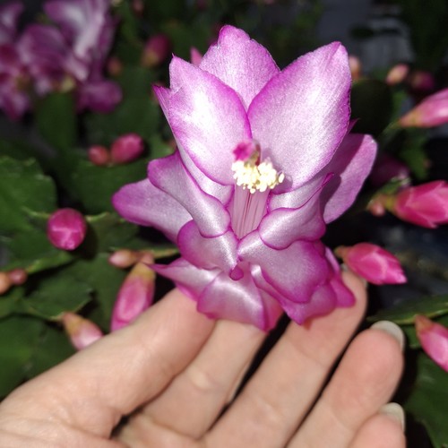 Christmas cactus pink - christmas, rooted