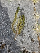 Cold Water Oxygenator Pond