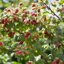 Tayberry Fruit Plant in 9cm