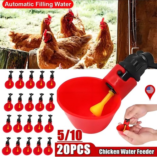 Poultry water drinking - 20×,