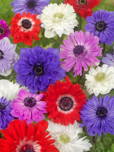 Anemone brigid mixed - brigid,